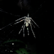 Illustration for article titled Badass spider uses insect corpses to make a giant spider design decoy
